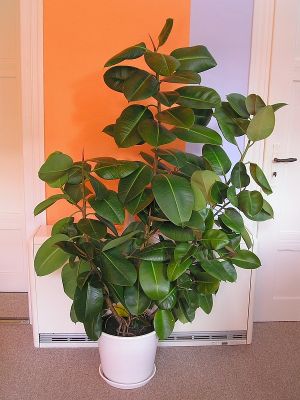 Mein 2 m hoher Gummibaum (Ficus elastica)