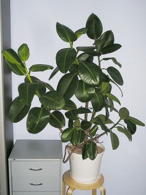 Mein kleinster Gummibaum (Ficus elastica)