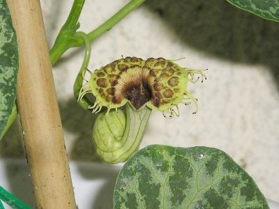 Gespensterpflanze (Aristolochia fimbriata)