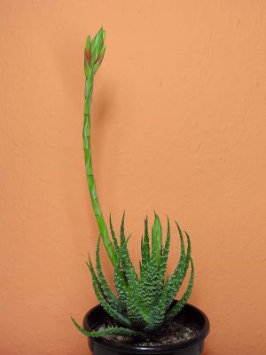 Aloe humilis mit Blütentrieb