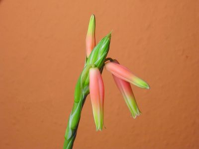 Aloe humilis Blüten