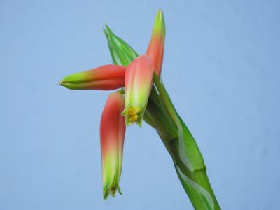 Aloe humilis Blüten