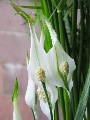 Mini-Einblatt (Spathiphyllum)