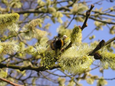 Hummel an Sal-Weide