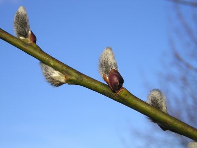 Junge Weidenkätzchen Sal-Weide