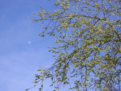 Sal-Weide (Salix caprea)