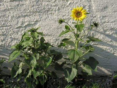 Sonnenblume mit Blüte