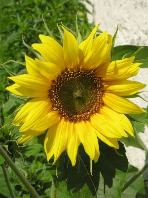 Sonnenblume mit Blüte