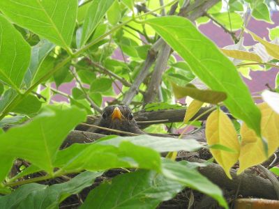 Amsel auf ihrem Nest