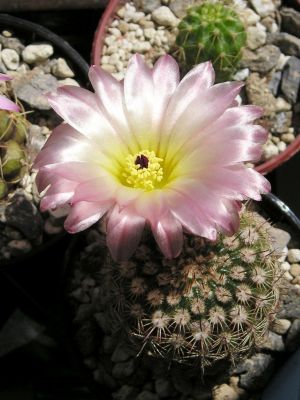 Notocactus rutilans