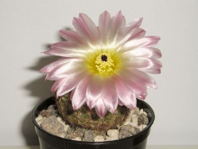 Notocactus rutilans