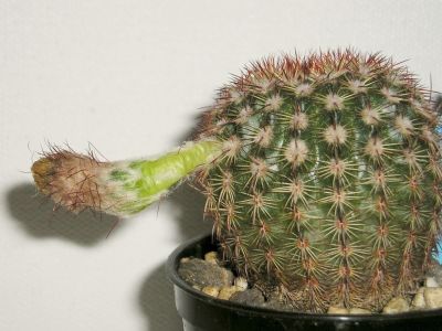 Notocactus rutilans mit Samenkapsel