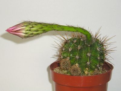 Echinopsis mit Knospe