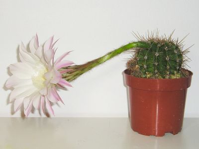Echinopsis mit offener Blüte