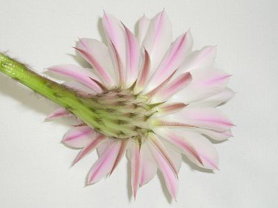 Rückansicht Echinopsis-Blüte