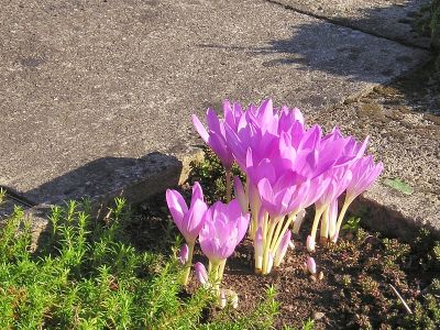 Herbstzeitlose (Colchicum autumnale)