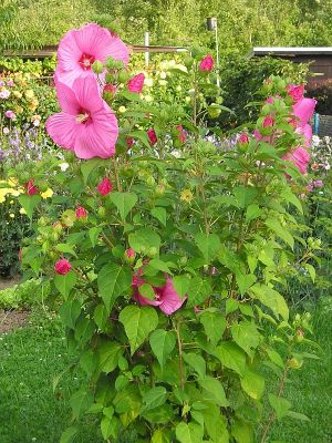 Roseneibisch (Hibiscus moscheutos)