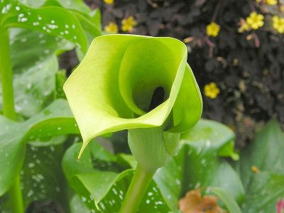 Grüne Calla-Blüte