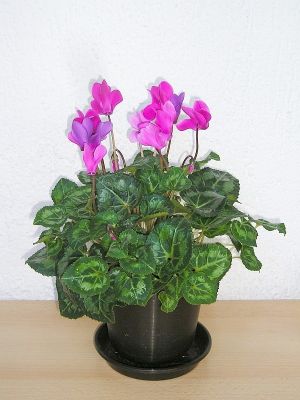 Alpenveilchen (Cyclamen persicum)