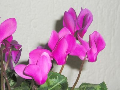 Alpenveilchen (Cyclamen persicum)