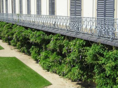 Blauregen (Wisteria)