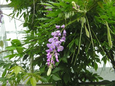 Blauregen (Wisteria)