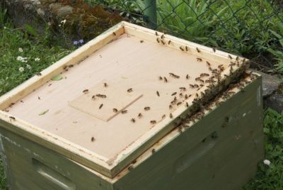 Einziehender Bienenschwarm