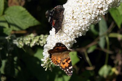 Weißer Schmetterlingsflieder