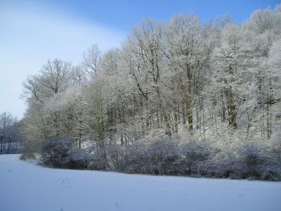 Winter Sauergras 2006