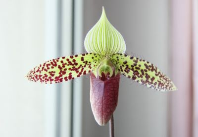 Paphiopedilum sukhakulii