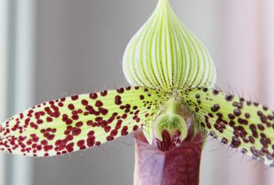 Paphiopedilum sukhakulii