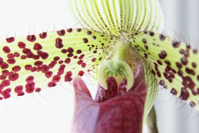 Paphiopedilum sukhakulii