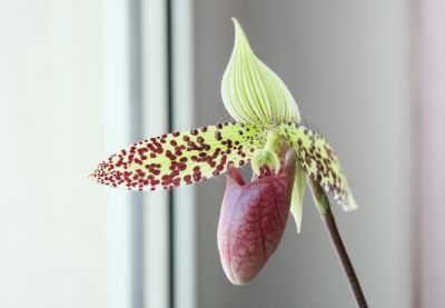 Paphiopedilum sukhakulii