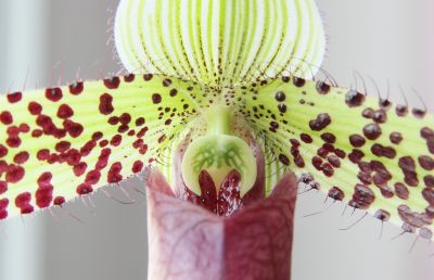 Paphiopedilum sukhakulii