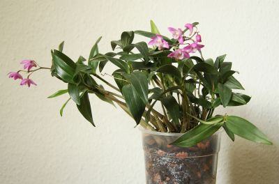 Dendrobium kingianum