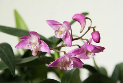 Dendrobium kingianum