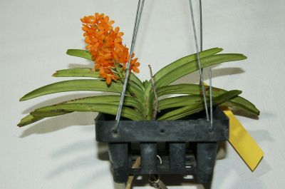 Ascocentrum miniatum