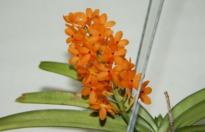 Ascocentrum miniatum Blüte