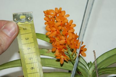 Ascocentrum miniatum Blüte