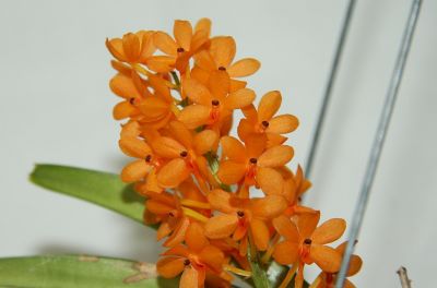 Ascocentrum miniatum Blüte