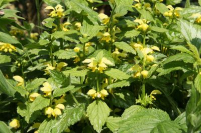 Silberblättrige Goldnesseln (Lamium argentatum)