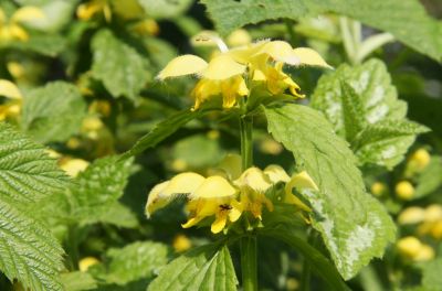 Silberblättrige Goldnesseln (Lamium argentatum)