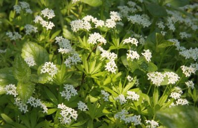 Waldmeister (Galium odoratum)