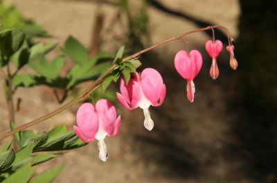 Tränendes Herz (Lamprocapnos spectabilis)