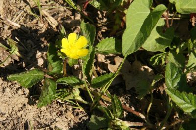 Golderdbeere (Waldsteinia fragarioides)