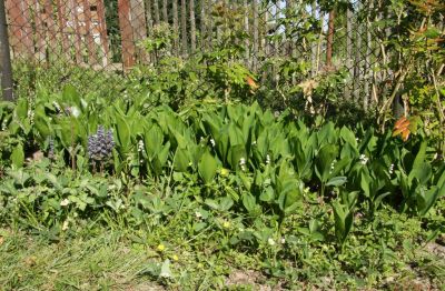 Maiglöckchen (Convallaria majalis) 