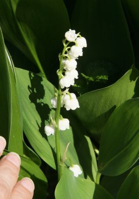 Maiglöckchen (Convallaria majalis) 