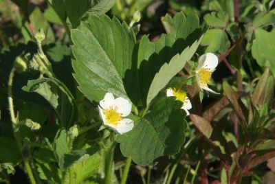 Normale Gartenerdbeere