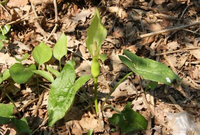 Gefleckter Aronstab (Arum maculatum)