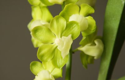 Vanda denisoniana x Vanda tessellata alba